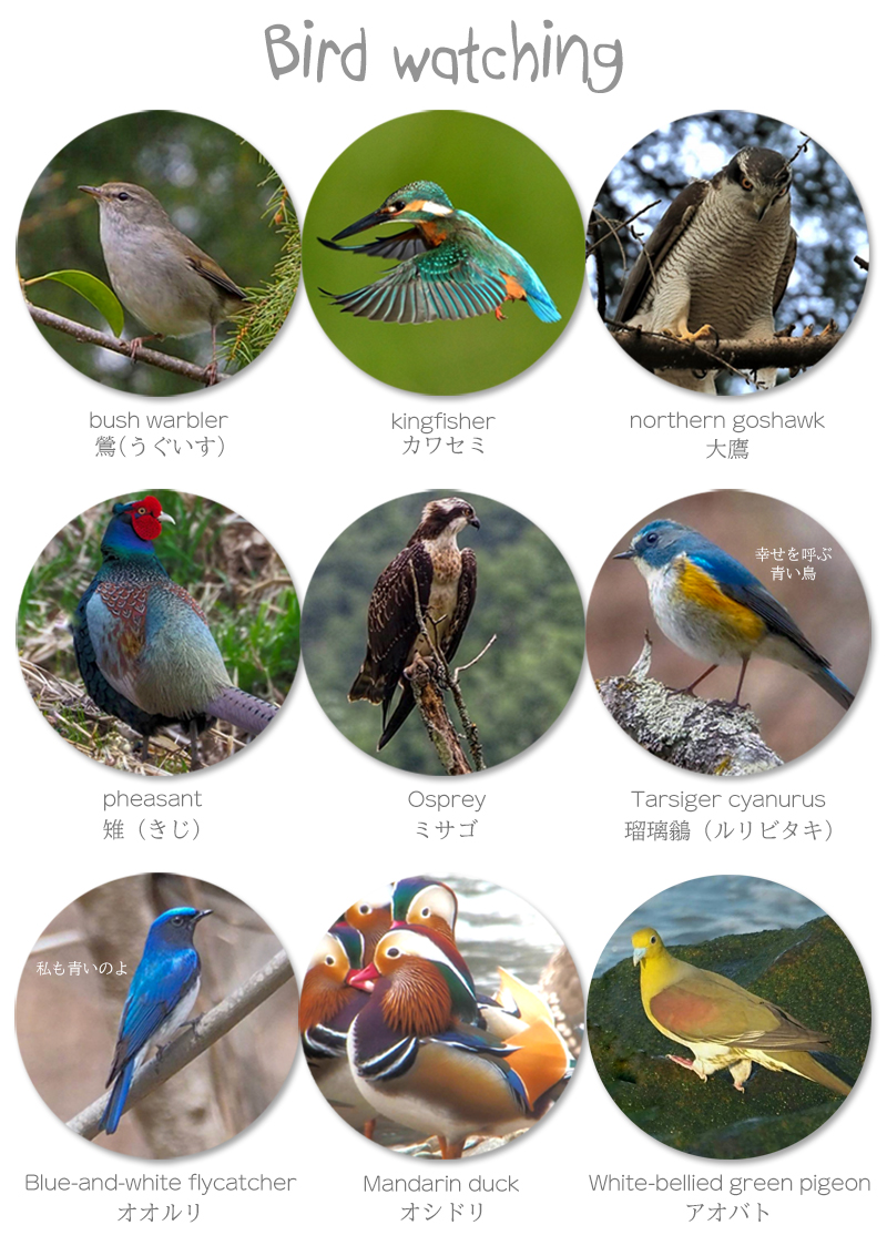 岐阜県の野鳥たち